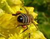 bee bum