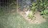 British Shorthair Kitten