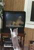 Cat TV