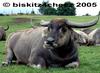 Water Buffalo