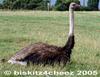 Ostrich