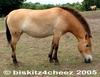 Przewalski's Horse