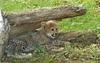 Cheetah kittens Cheetah (Acinonyx jubatus)0001
