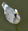 Misc. Critters Bar-Headed Goose (Anser indicus)0001