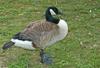 Misc. Critters Canada Goose (Branta canadensis)