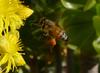 bee landing 1
