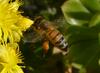 bee landing 2