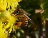 bee landing 3