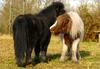 - HORSES / SHETLANDS' DUO -