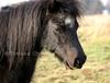 - HORSE / SHETLAND -