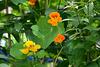 - INDIANS' NASTURTIUM -