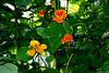 - INDIANS' NASTURTIUM -