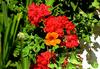 - 1 INDIANS' NASTURTIUM + GERANIUMS -