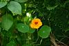 - INDIANS' NASTURTIUM -