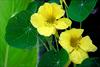 - INDIANS' NASTURTIUM -