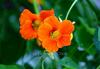 - INDIANS' NASTURTIUM -