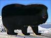 - HIMALAYAN-BEAR -