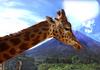 - GIRAFFE -