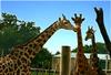 - GIRAFFES' TRIO -