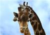 - GIRAFFE PORTRAIT -