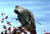 - PARROT (a Grey of Gabon) -