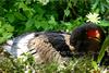 - EAGLE - == bateleur (Terathopius ecaudatus)