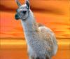 - LLAMA -