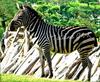 - ZEBRA -