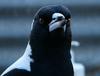 Australian Magpie