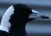 Australian Magpie