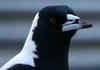 Australian Magpie