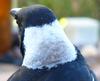 Australian Magpie on alert
