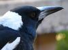 Australian Magpie on alert