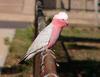 Galahs 1