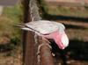 Galahs 2