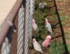 Galahs 3