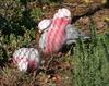 Galah 5