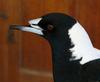 Magpie tongue