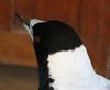 Magpie tongue