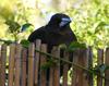 magpie hides