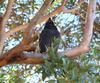 magpie sings