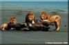 Male lions can hunt and kill