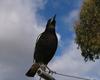 Aussie icons - Australian Magpie