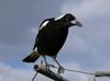 Aussie icons - Australian magpie