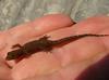 gecko 1