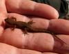gecko 2