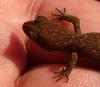 gecko 3