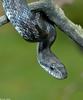 black ratsnake