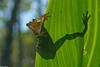 green treefrog 0003