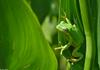 green treefrog 0009